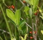 Сайт натуральные продукты